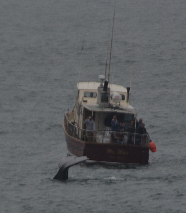 whale fluking